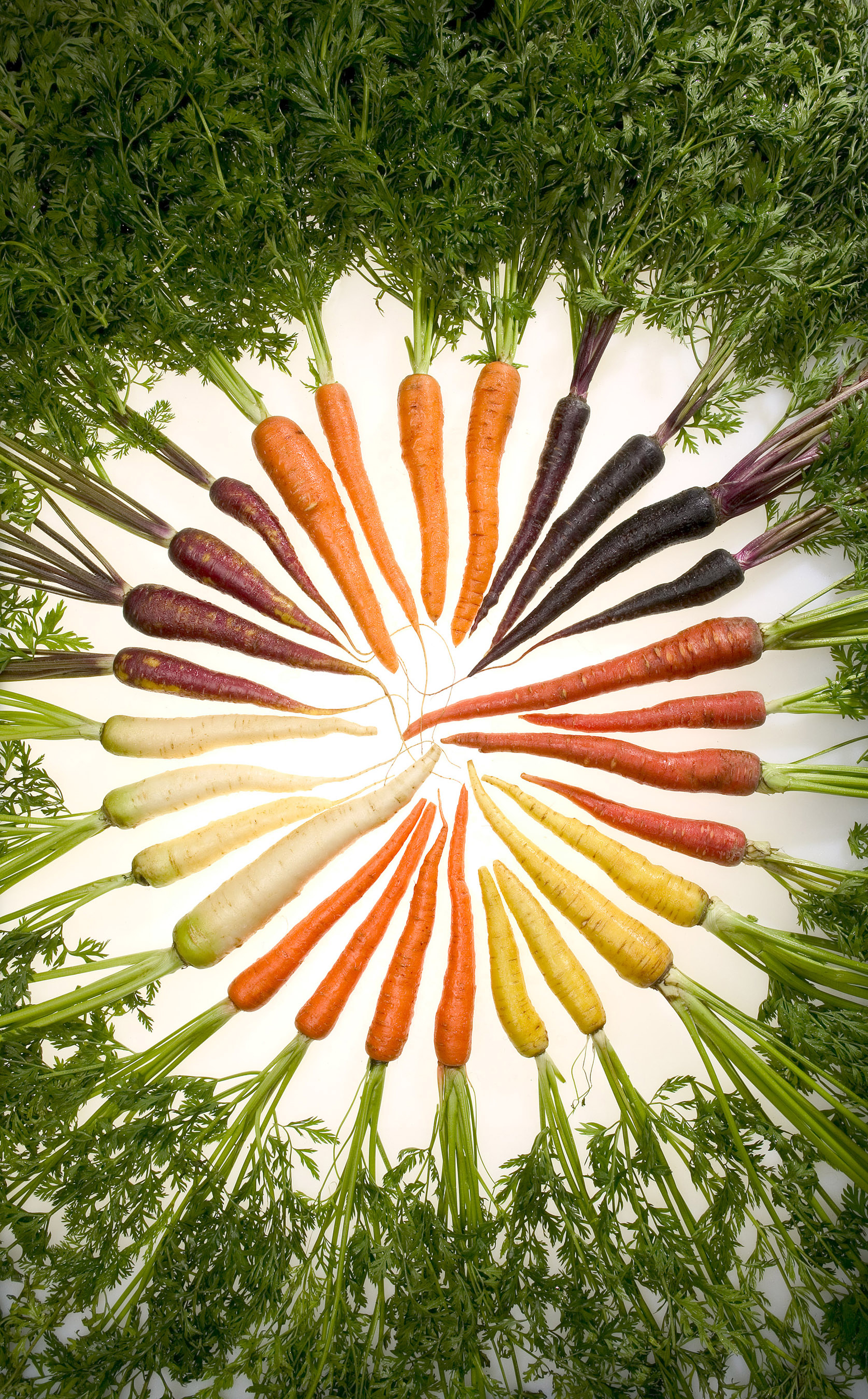 Image of carrots in a wide variety of colors, shapes, and sizes